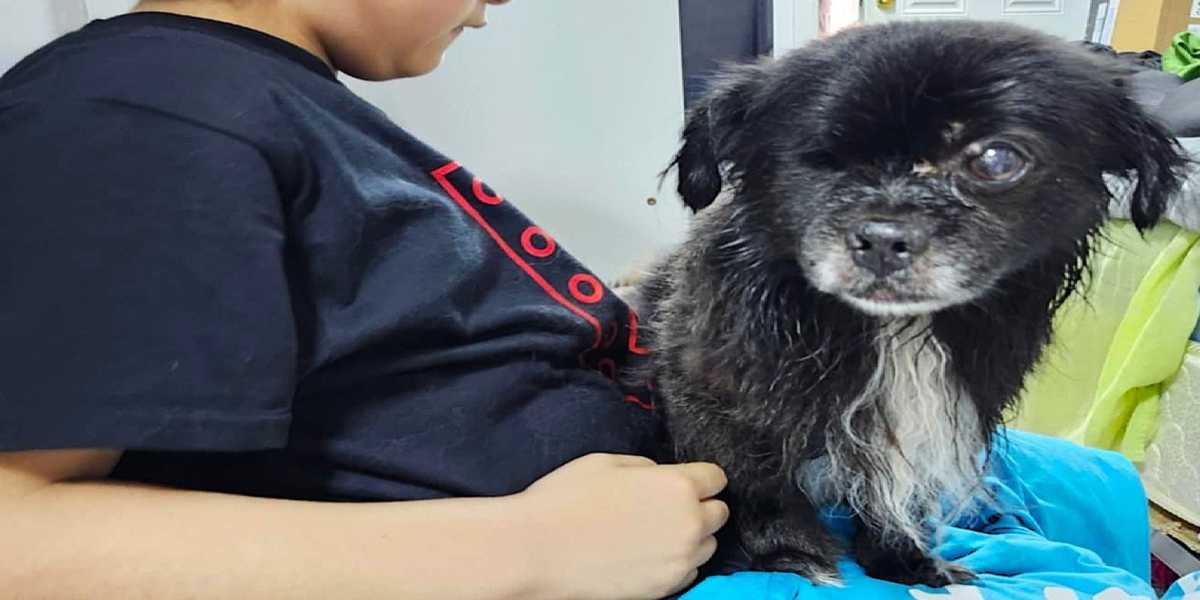 Heat wave: Never leave children and pets in hot cars