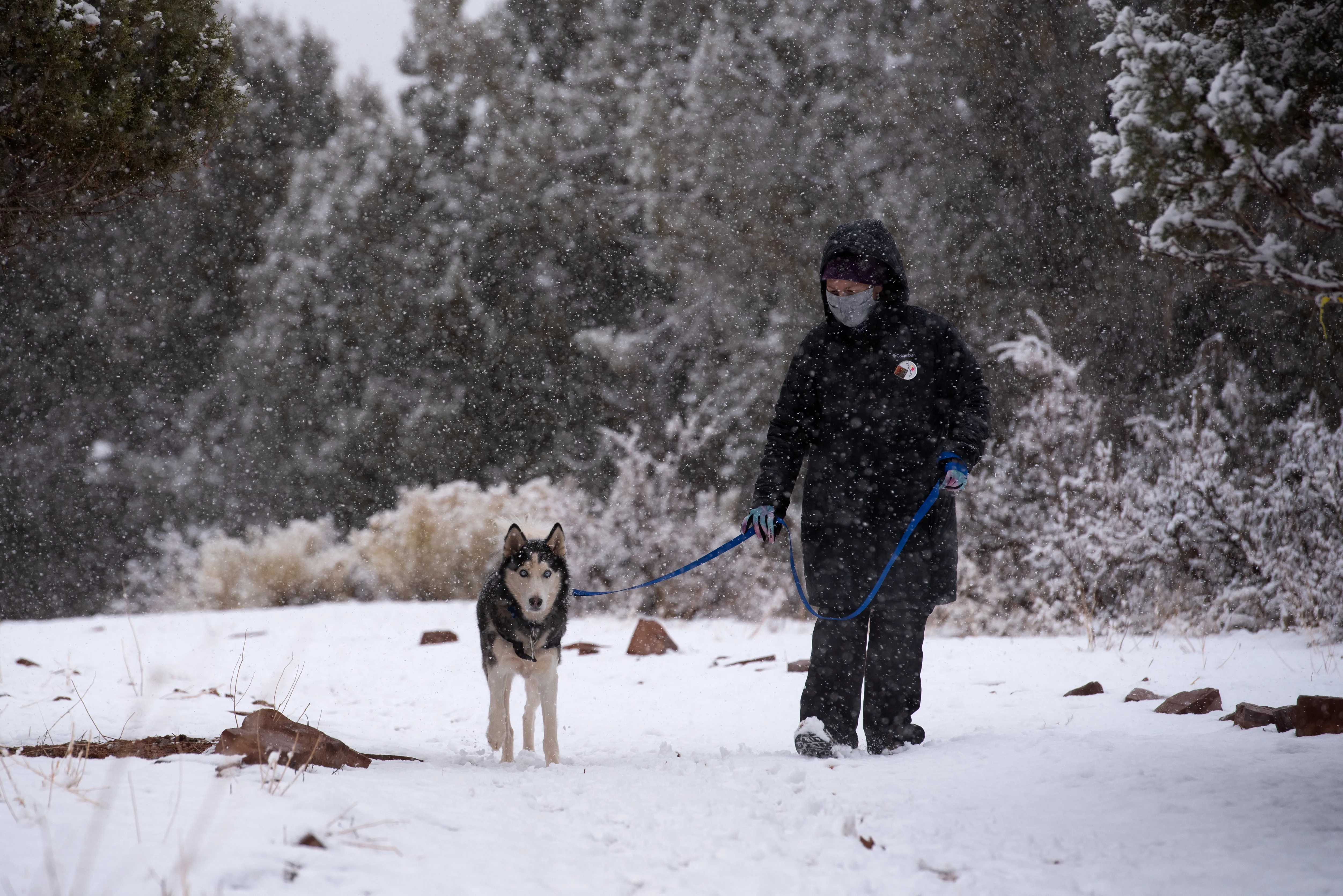 Arctic storm puts pets at risk