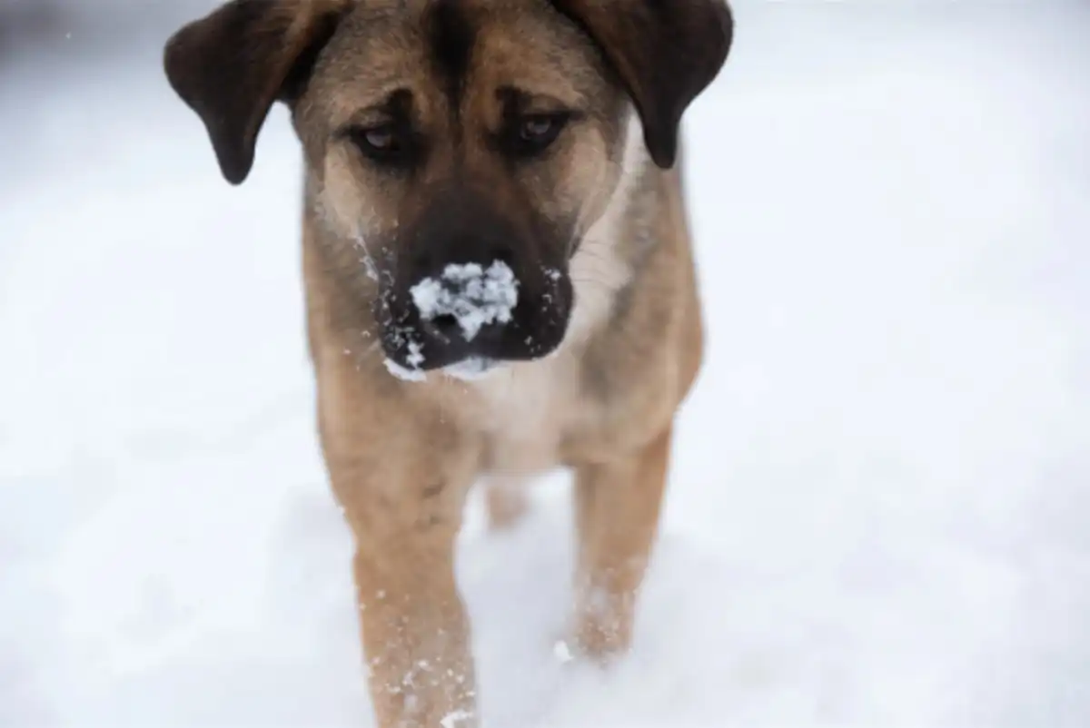 Arctic storm puts pets at risk