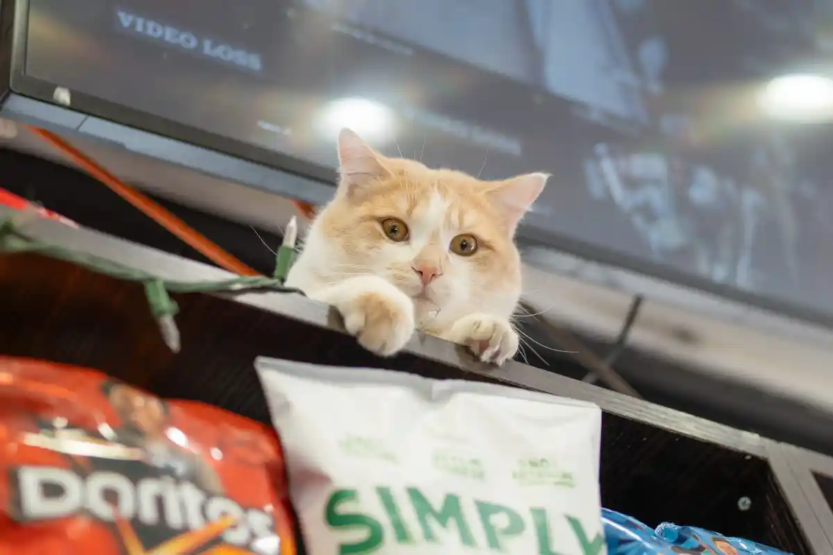 “Purr”-fect harmony: NYC pushes law to protect warehouse cats