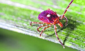 Tick ​​season begins with great activity: how to protect yourself