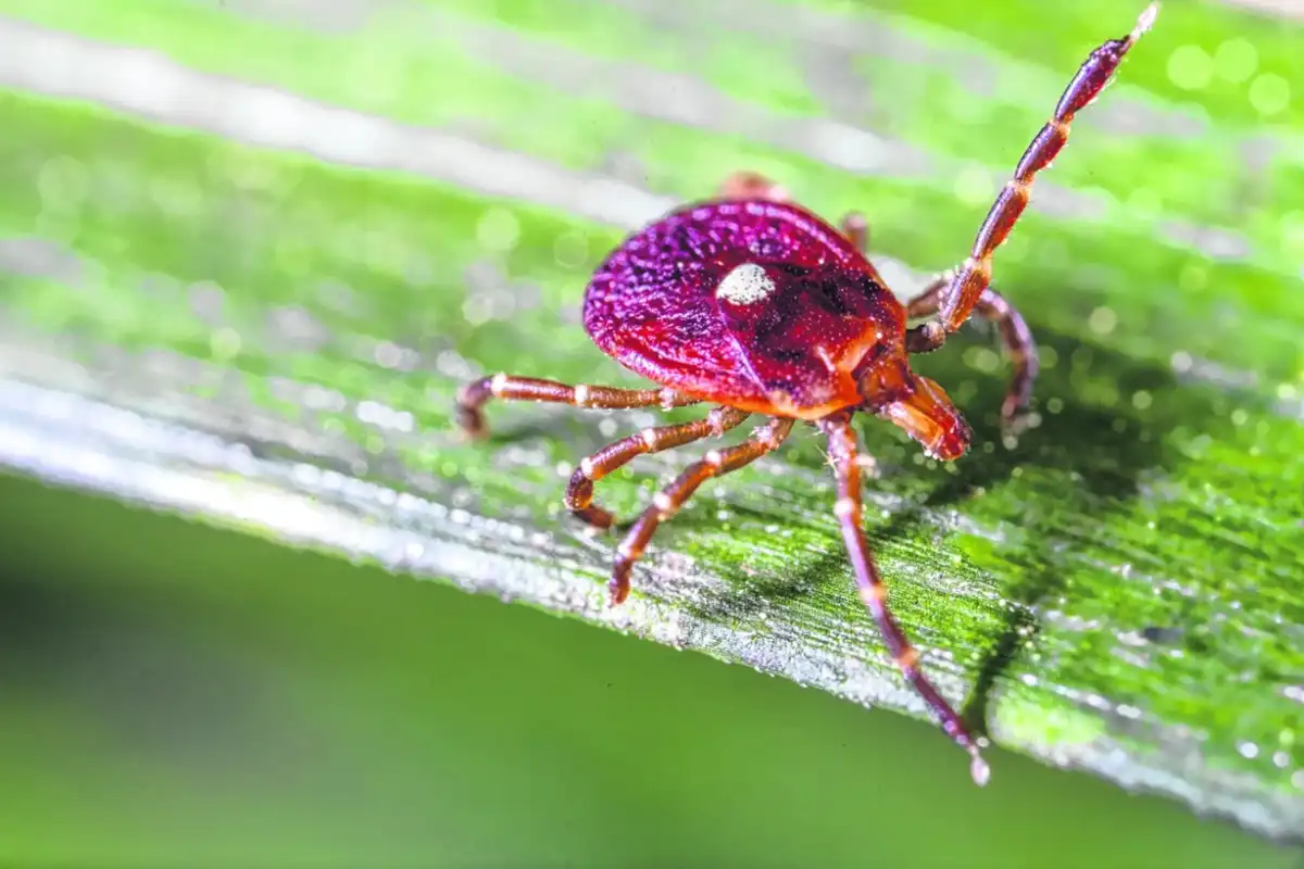 Tick ​​season begins with great activity: how to protect yourself