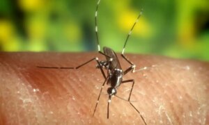 19 mosquito samples in Suffolk test positive for West Nile virus