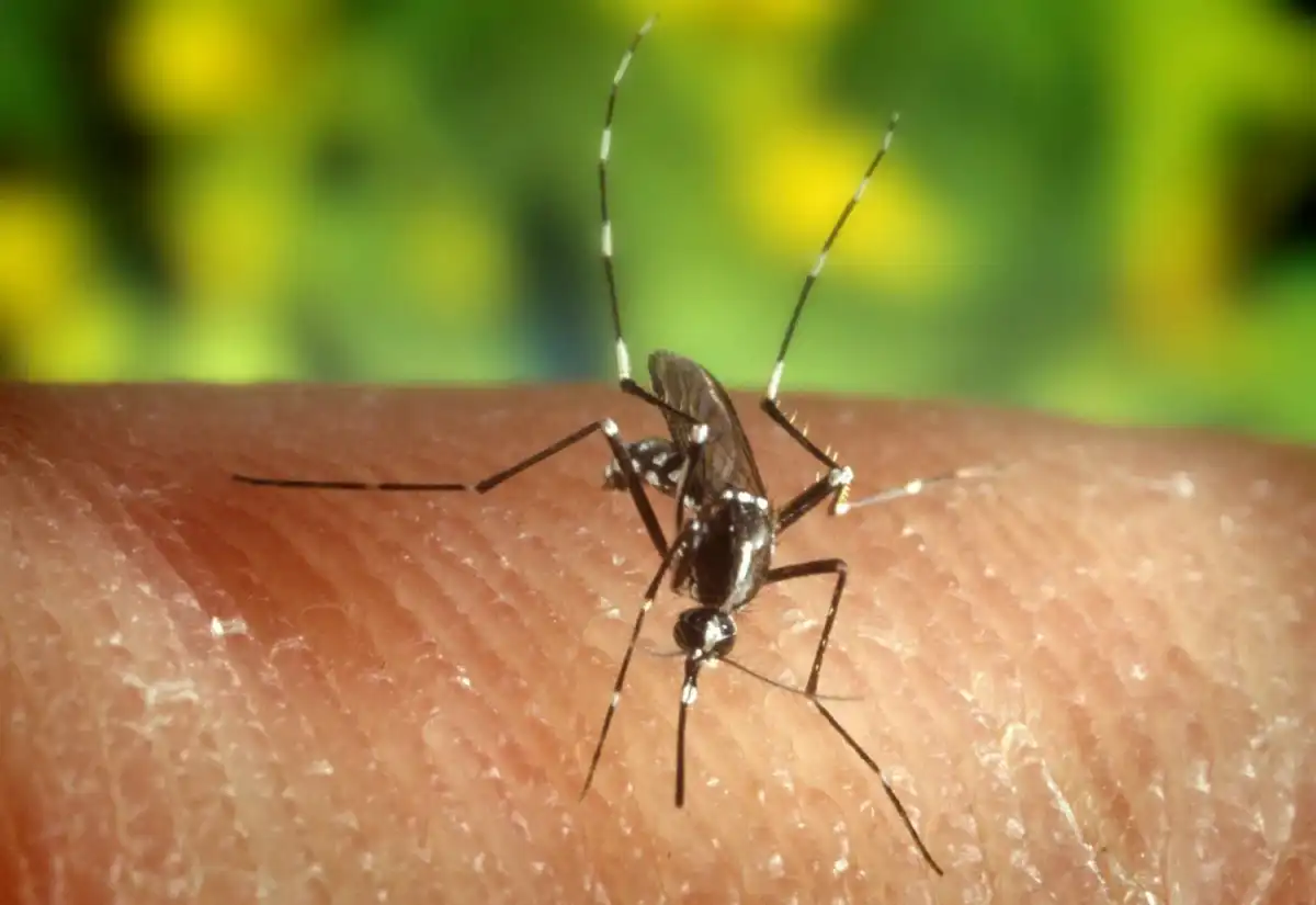 19 mosquito samples in Suffolk test positive for West Nile virus