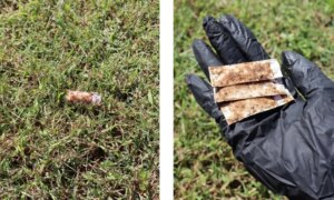 Nassau Health Department distributes rabies vaccine baits for raccoons
