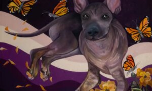 The Xoloitzcuintle comes to life in a new exhibition at the Dog Museum